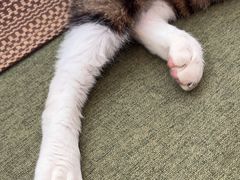 -御宝贝·A梦猫科宠物医院(国际猫友好医院)