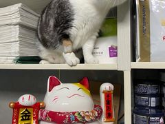 -关爱动物医院·心脏·中兽医·异宠(金牛路分院)