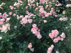 -人民公园(罗湖区)