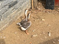 -清风小镇闯关东影视基地
