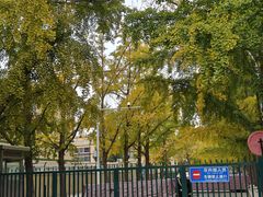 -三里屯东五街银杏大道