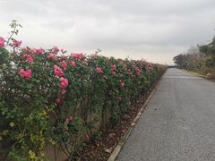 -上海滨江森林公园