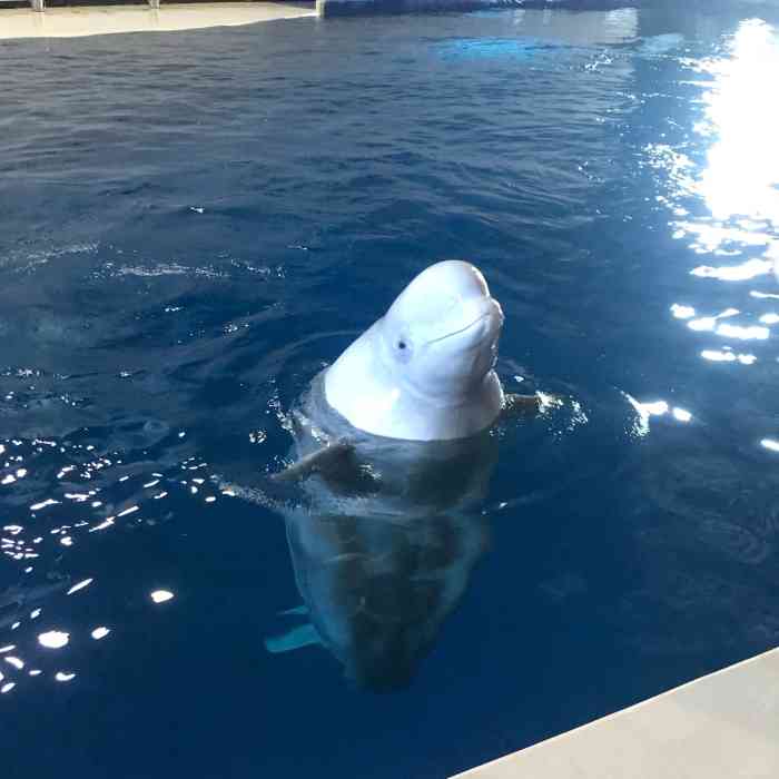 长风公园极地白鲸表演馆-"周末跟团去的,刚到公园门口就开始下了几滴.