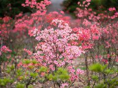 -上海辰山植物园