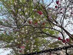 -南汇桃花村