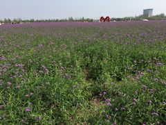 -荷兰花海