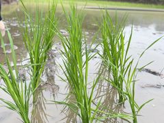 -宾果蒙特梭利托育儿童之家幼儿园(爱琴海店)