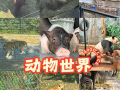 -深圳野生动物园