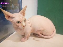 -飞行喵MR PILOT|猫舍·猫咖(静安大融城店)