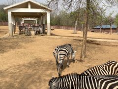 -石家庄市动物园