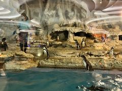 -帝企鹅自助餐厅•儿童岛•真企鹅(长隆企鹅酒店)