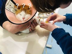 -伟伟宠物医院·CT影像中心·瑞派犬猫综合性门诊(汉口总院)