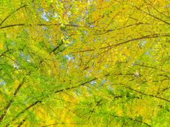 -三里屯东五街银杏大道