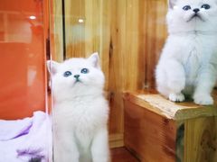 -十年猫舍·猫咪专门店(普陀店)