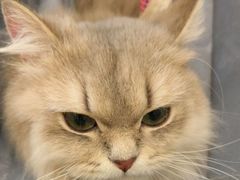 -瑞鹏宠物医院·普外科·影像科·皮肤科(城市山谷分院)