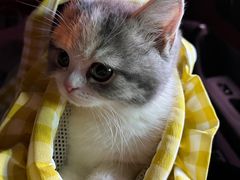 -momokira米努特·德文卷毛猫·棉花面纱犬