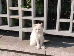 -世博洲际酒店-盛会堂中餐厅