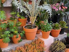 -PlantsEatery·植物食堂(REX春熙店)