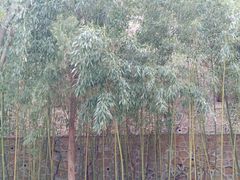 -龙口南山旅游景区