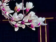 -颐和园