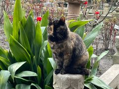 -龙华素斋(龙华路店)