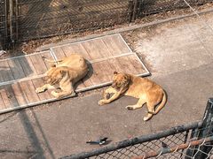 -大连森林动物园