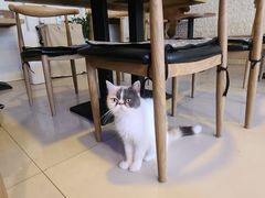 大堂-平行世界·猫咖(首经贸店)