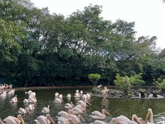 -广州长隆飞鸟乐园
