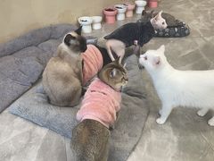 -猫力发电所·宠物专门店