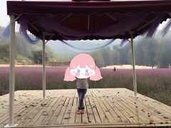-北京东方普罗旺斯薰衣草庄园