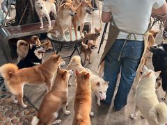 -柴犬高等学院·狗咖·柴犬售卖·宠物训练