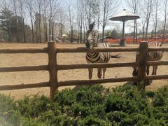 -大连森林动物园