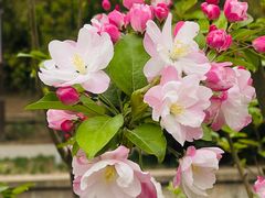 -海棠花溪(元大都城垣遗址公园)