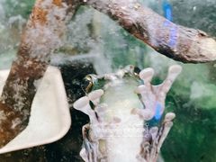 -上海大自然野生昆虫馆(东方明珠·爬宠昆虫探索中心)