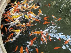 -南宫五洲植物乐园