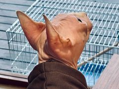 -有猫主题·治愈系猫咖(曾厝垵店)