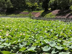 -中山市树木园