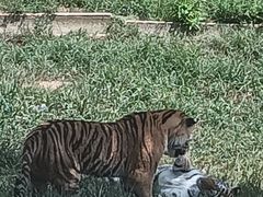 -西霞口神雕山野生动物世界