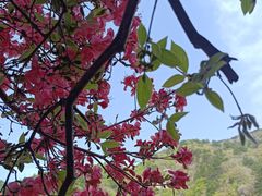 -木兰云雾山