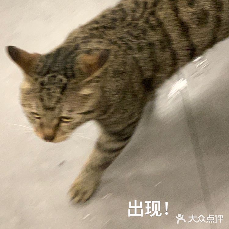 又吃东北烤肉