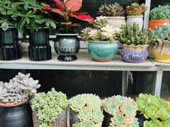 -青石桥花鸟鱼虫市场(叠翠城店)