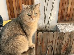 -喵屿·大理花园猫咖