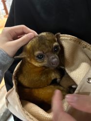 -Zoolung Zoolung动物主题公园(海信广场店)