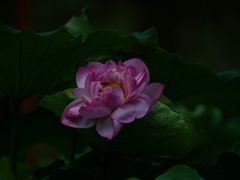 -陈家山荷花公园