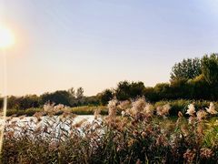 -大兴滨河森林公园