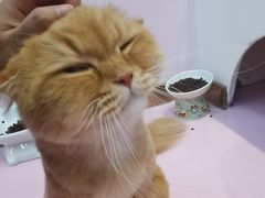 -爪爪喵星球·猫舍(前海卓越店)