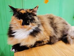 -藏猫猫咖啡主题馆(中央大道店)