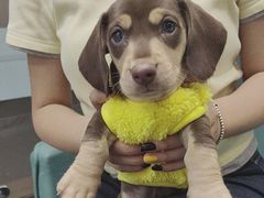 -萌宠之家·腊肠犬·马尔泰·小体犬舍