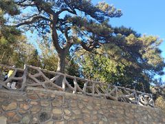 -北京西山国家森林公园