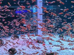 -海合安成都极地海洋公园